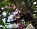 FLOWERS 005