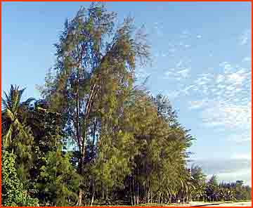 Pinewood casuarina 02.jpg