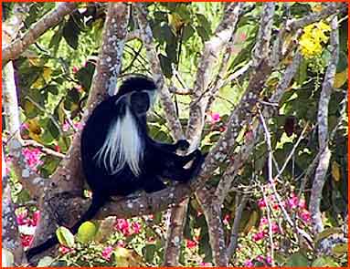 Pinewood_Colobus_Kenya_03.jpg