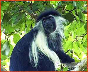 Pinewood_Colobus_Kenya_04.jpg