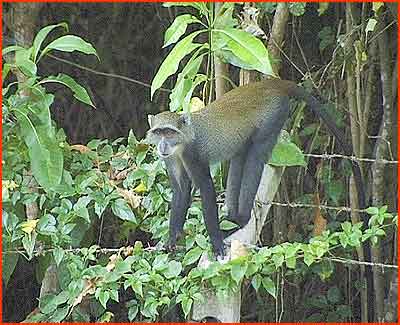 Pinewood_Velvet_Monkey_01.jpg