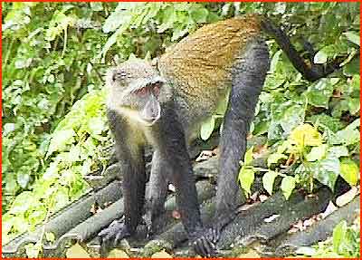 Pinewood_Velvet_Monkey_02.jpg